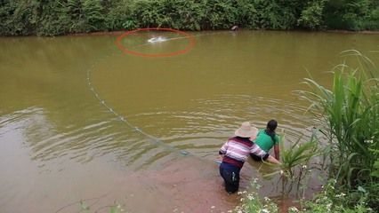 金龙鱼和鲁花的区别是什么：金龙鱼与鲁花的食用油哪个更适合高温烹饪而鲁花的食用油 水族问答 第1张