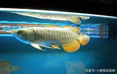 红龙鱼和飞凤鱼一块养好吗：红龙鱼和飞凤鱼混养在水族爱好者中是一个常见的问题 红龙鱼百科 第3张