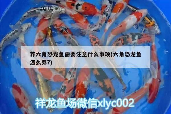 六角恐龙鱼需要注意什么：六角恐龙鱼水族箱布置技巧 龙鱼百科 第1张