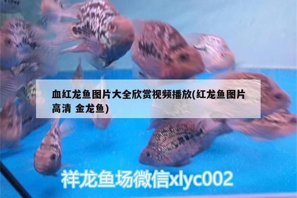 野生血红龙鱼：关于野生血红龙鱼的介绍 红龙鱼百科 第1张