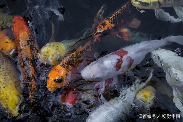 金龙鱼和银龙混养：金龙鱼和银龙混养是否可行 水族问答 第2张