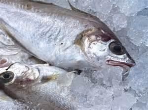 魟鱼活饵与冷冻饵料对比：魟鱼活饵和冷冻饵料各有优缺点 龙鱼百科 第1张