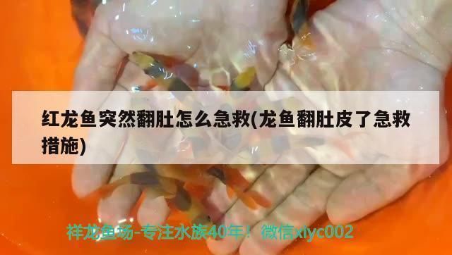 红龙鱼突然翻肚怎么急救：红龙鱼翻肚与水质关系解析 红龙鱼百科 第2张