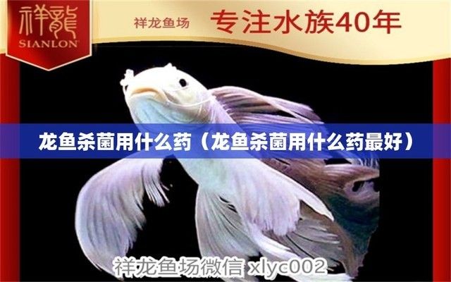 金龙鱼和银龙鱼哪个好养：金龙鱼和银龙鱼有什么区别？ 水族问答 第2张