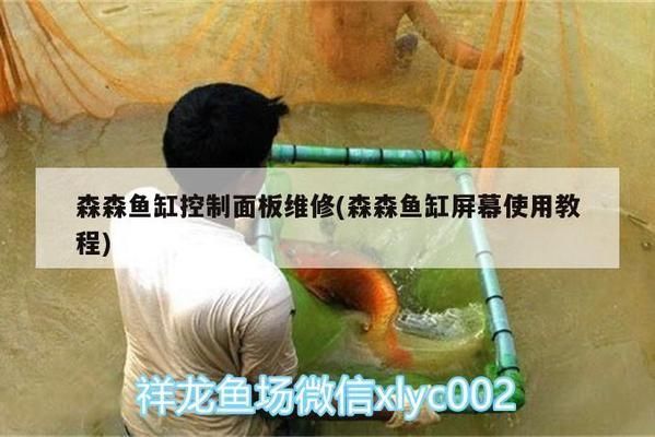 森森牌鱼缸使用说明书：森森牌鱼缸日常维护技巧分享森森牌鱼缸使用说明书 鱼缸百科 第5张