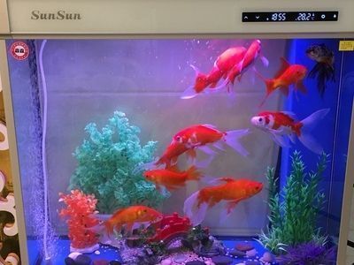 森森水族鱼缸怎么放水：森森水族鱼缸换水的具体步骤 鱼缸百科 第2张