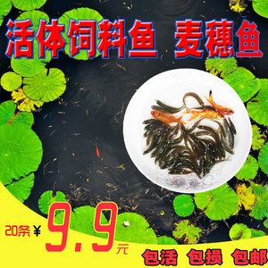 龙鱼口粮鱼：龙鱼口粮鱼喂食常见误区龙鱼喂食常见误区 龙鱼百科 第1张