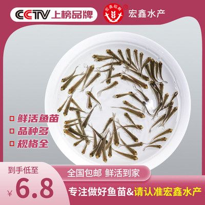 龙鱼口粮鱼：龙鱼口粮鱼喂食常见误区龙鱼喂食常见误区 龙鱼百科 第4张