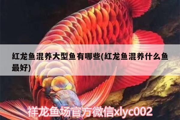 红龙鱼能和什么鱼混养一起养殖：红龙鱼可以与多种鱼类混养 红龙鱼百科 第1张