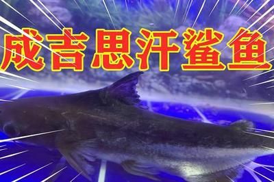 金龙鱼黑色背景增加金质效果 水族问答 第2张