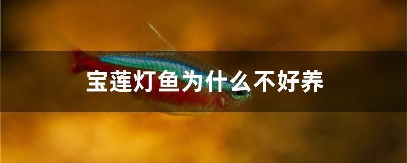 乐佳鱼缸：乐佳鱼缸以其优质的产品性能和多样化的产品性能和多样化产品系列 鱼缸百科 第3张