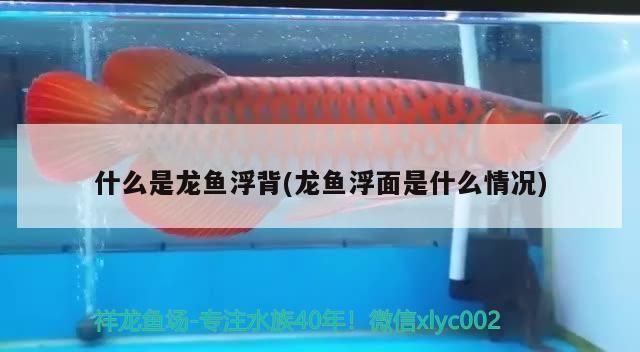 红龙鱼浮背是什么原因：红龙鱼浮背可能由以下几个原因引起红龙鱼浮背的原因 红龙鱼百科 第3张