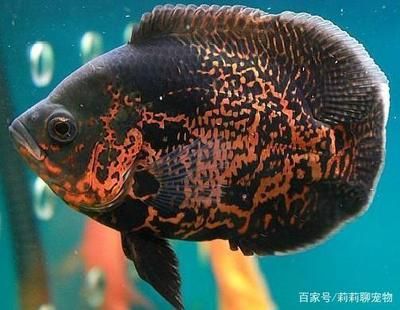 金龙鱼红眼好不好：金龙鱼红眼怎么养？ 水族问答 第2张