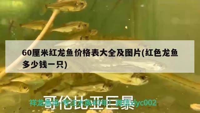 60厘米红龙鱼价格多少一条：60厘米红龙鱼价格波动原因如何辨别红龙鱼品种优劣 红龙鱼百科 第3张