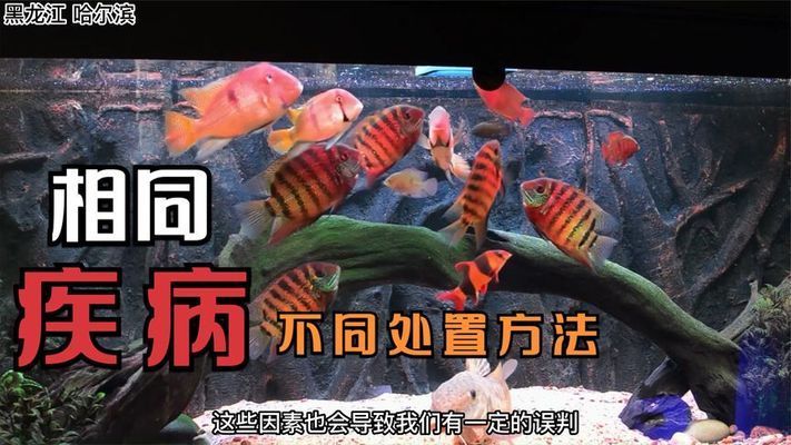 金龙鱼画稿：关于金龙鱼的疑问句 水族问答 第1张