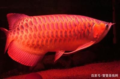 金龙鱼画家：金龙鱼画家是谁？ 水族问答 第2张