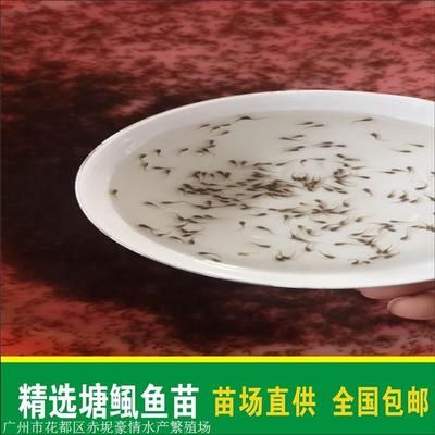 塘鲺鱼苗适宜的水质标准：塘鲺鱼苗最佳养殖水温，塘鲺鱼苗溶解氧管理技巧 龙鱼百科 第5张