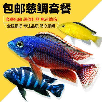 龙鱼能放生吗有讲究吗有讲究吗：如何正确饲养龙鱼，龙鱼风水作用详解 龙鱼百科 第2张