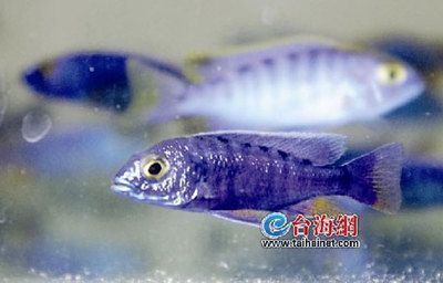 金龙鱼会吃多撑死吗：关于金龙鱼的5个疑问 水族问答 第1张