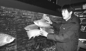 扬州红龙鱼村饭店地址：扬州红龙鱼村饭店 红龙鱼百科