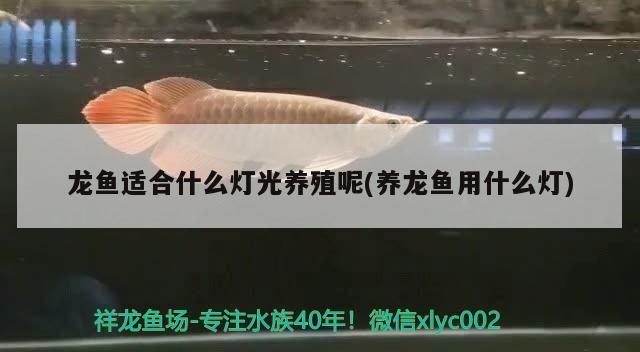 龙鱼用什么灯光最好养殖