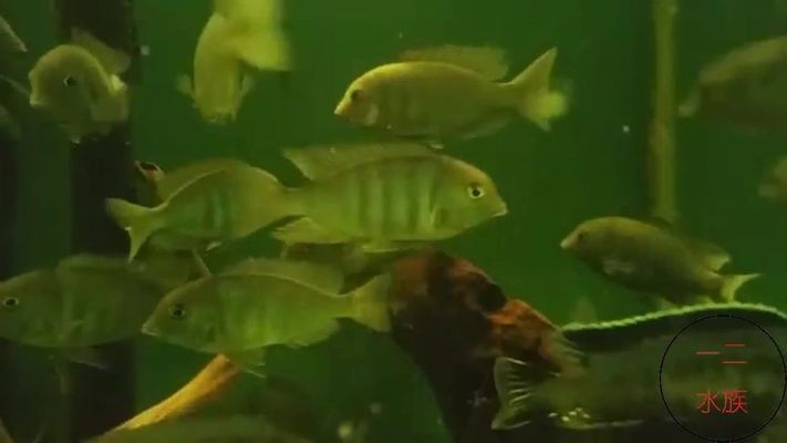 海豚鱼缸图片欣赏：水族馆海豚鱼缸图片欣赏