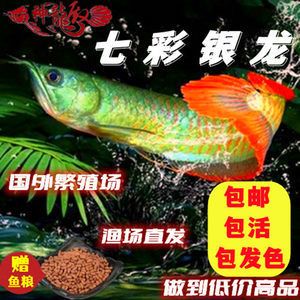 银龙鱼苗疾病预防方法：银龙鱼苗饲料选择指南 龙鱼百科 第1张