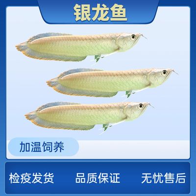 银龙鱼苗疾病预防方法：银龙鱼苗饲料选择指南 龙鱼百科 第5张