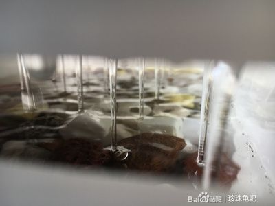 鱼缸滤材哪几种最实用贴吧：鱼缸水质维护全攻略 鱼缸百科 第1张