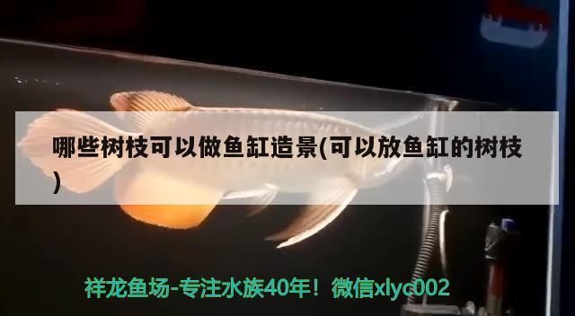 榄仁叶能放金鱼缸吗：榄仁叶可以放入金鱼缸中但需要掌握正确的使用方法和注意事项 鱼缸百科 第3张