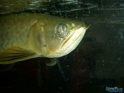 水族箱饲养血鳍银板指南：如何在水族箱中饲养血鳍银板鱼 龙鱼百科 第4张