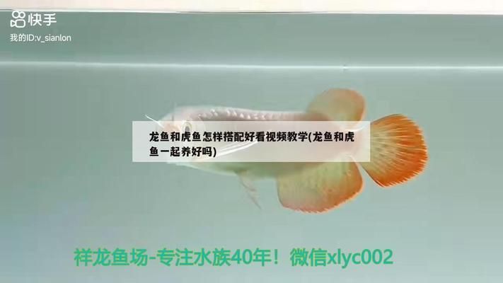 龙鱼跟虎鱼尺寸怎么搭配：龙鱼和虎鱼混养的饲料选择，如何为虎鱼提供隐蔽空间 龙鱼百科 第5张