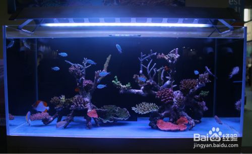 如何选择合适的水族灯：龙鱼专用水族灯