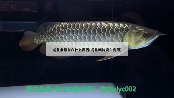 红龙鱼变白什么原因啊怎么治疗好 红龙鱼百科 第4张