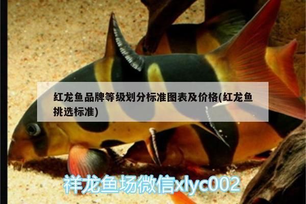 红龙鱼品牌等级划分标准图表：如何鉴别红龙鱼品质优劣,红龙鱼等级划分最新标准 红龙鱼百科 第1张