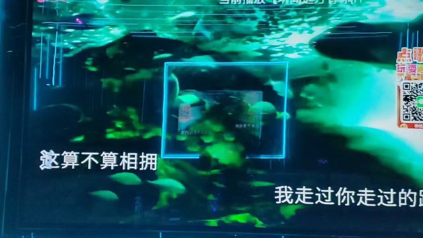 鱼缸歌词完整版：张韶涵《鱼缸》歌曲mv 鱼缸百科 第2张