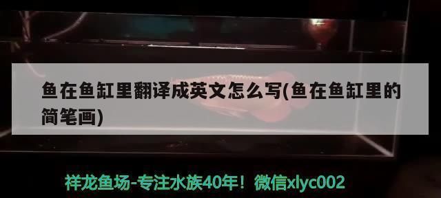 鱼缸in和out怎么区分出来：鱼缸中的in和out代表了不同的水流入出方向 鱼缸百科 第2张