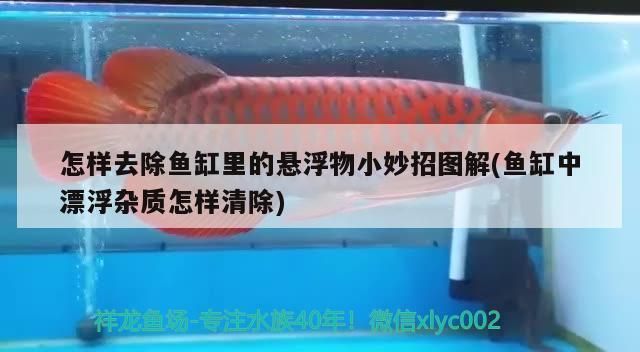 鱼缸 悬浮物：影响鱼缸悬浮物产生和分布的因素 鱼缸百科 第4张