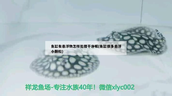 鱼缸 悬浮物：影响鱼缸悬浮物产生和分布的因素 鱼缸百科 第3张