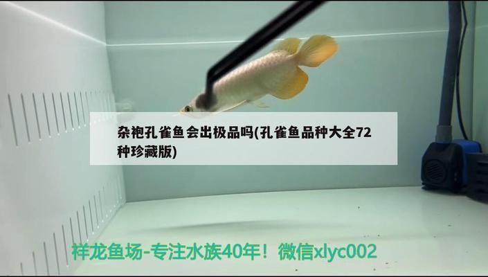 龙鱼是什么鱼杂交出来的：龙鱼是怎么杂交出来的 龙鱼百科 第5张