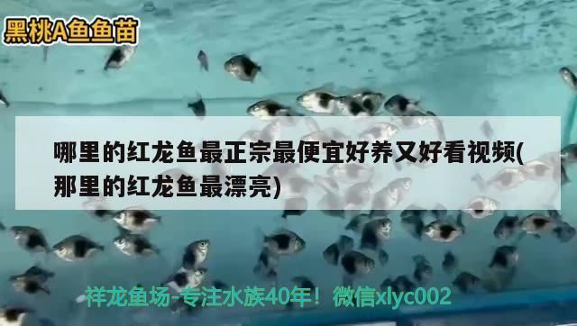 哪里的红龙鱼最正宗最便宜好养：水族市场红龙鱼推荐，红龙鱼日常饲养指南 红龙鱼百科 第2张