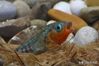 金龙鱼几年能繁殖一次：金龙鱼多久繁殖一次 水族问答 第1张