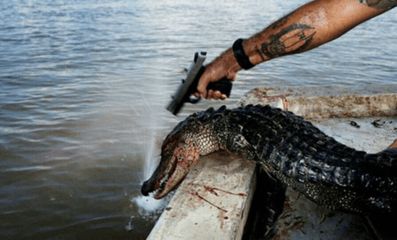 金龙鱼几天换水：金龙鱼多久换一次水？ 水族问答 第2张