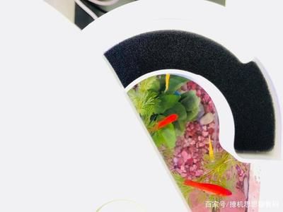 喂食式鱼缸工作原理：喂食式鱼缸的工作原理 鱼缸百科 第5张