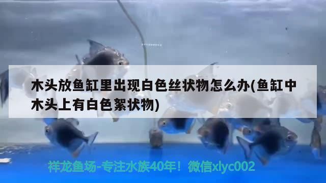 鱼缸里一团絮状物一丝丝：如何预防鱼缸絮状物 鱼缸百科 第5张