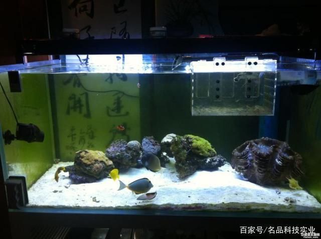 金龙鱼几天换水合适：关于金龙鱼的换水问题 水族问答 第1张