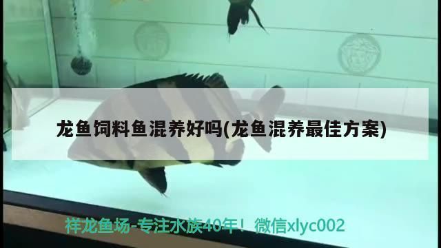 龙鱼饲料鱼混养：关于龙鱼饲料鱼混养的详细信息 龙鱼百科 第5张