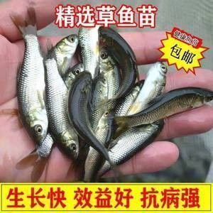 金龙鱼几天喂一次食：金龙鱼的喂食频率和方式 水族问答 第5张