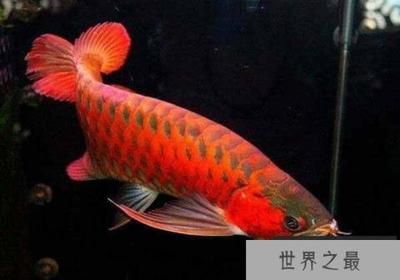 金龙鱼几月上市：关于金龙鱼上市时间的问题 水族问答 第2张