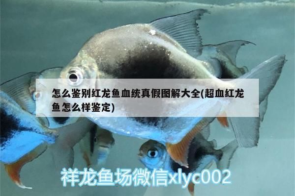 如何辨别红龙鱼真假：如何鉴别红龙鱼的真伪